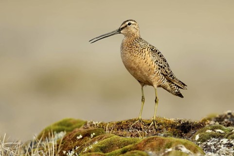 Long-billed Dowitcher (Limnodromus scolopaceus), Texas, USA