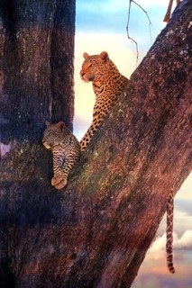 Leopard, with young, 6 months, old, Panthera pardus, Botswana, Botswana, Botswana