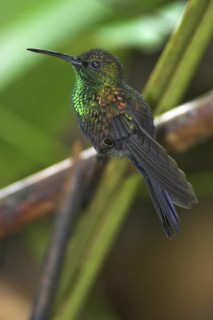 Bronze-tailed Plumeleteer (Chalybura urochrysia), Costa Rica
