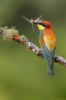 European Bee-eater (Merops apiaster) with dragonfly in beak, Andalusia, Spain