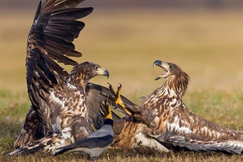 Seeadler, White-tailed Eagle, White-tailed Sea Eagle, Haliaeetus albicilla, Haliaaetus albicilla,
