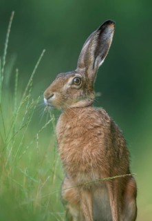 European hare (Lepus europaeus) eating grass, wildlife, Lower Saxony, Germany