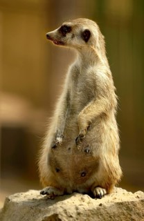 Meerkat (Suricata suricatta), female, sitting on a rock, attentively observing the surroundings,