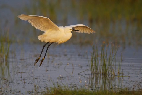 Little Egret (Egretta garzetta) flying, Greece