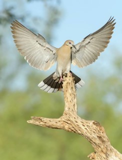 White-winged Dove (Zenaida asiatica) landing on a branch, Arizona, USA