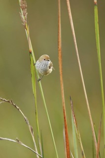 Brown Thornbill (Acanthiza pusilla), Victoria, Australia