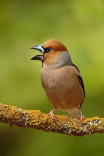 Appelvink zittend op tak met open bek, Hawfinch sitting on pearch with open beak
