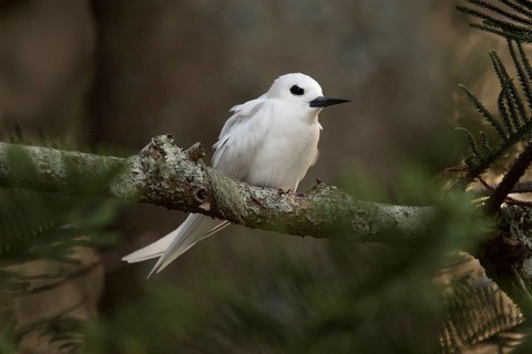 White Tern (Gygis alba candida) perched on a branch, Norfolk Island, Australia