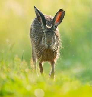 European hare (Lepus europaeus) running along a country lane, wildlife, Lower Saxony, Germany