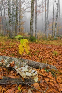 Beech forest, European beech or common beech (Fagus sylvatica) in autumn, Alm valley, Austria