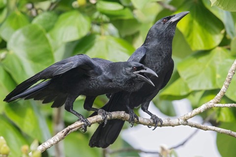 Cuban Crow (Corvus nasicus) perched on a branch in Cuba
