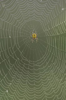 Garden spider (Araneus diadematus) adult arachnid in its web, Suffolk, England, United Kingdom