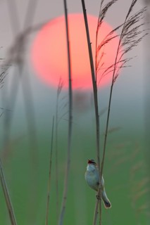 Schilfrohrsänger, Sedge Warbler, Acrocephalus schoenobaenus, Phragmite des joncs, Carricerín Común