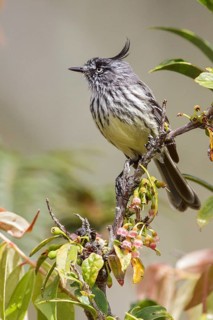 Tufted Tit-Tyrant (Anairetes parulus) perched on a branch in Manu National Park, Peru