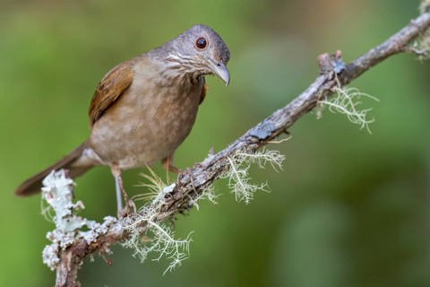Pale-breasted Thrush (Turdus leucomelas) perched on a branch in Colombia, South America