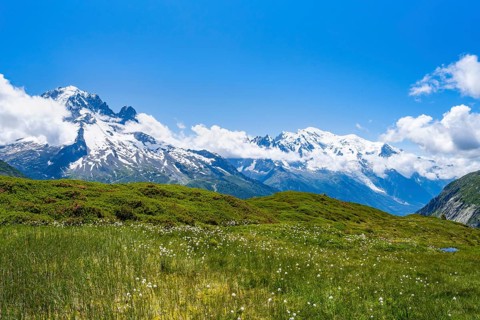 Mountain meadow with cotton grass, mountain panorama with glaciated mountain peaks, Aiguille du