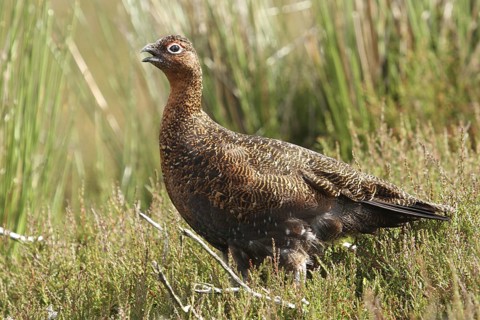 Red Grouse (Lagopus lagopus scotica), Scottish Highlands, United Kingdom