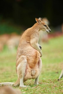 Close-up of an agile wallaby (Macropus agilis) on a meadow wildlife in Australia