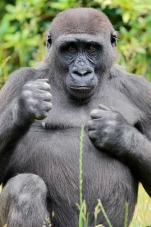 Western lowland gorilla (Gorilla gorilla gorilla), juvenile, captive, native to Africa