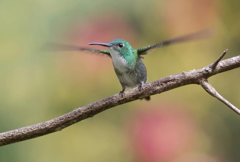 White-chested Emerald (Amazilia brevirostris), Trinidad