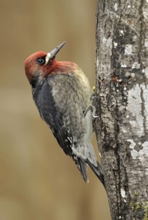 Red-breasted Sapsucker (Sphyrapicus ruber), British Columbia, Canada