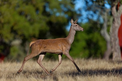 Red deer, (Cervus elaphus), juvenile, animals, mammals, female, El Millaron Deer Safari, Salorino,