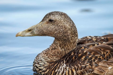 Common Eider (Somateria mollissima), female, Seahouses, United Kingdom