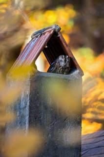 Tawny Owl (Strix aluco) resting in a chimney, Baden-Wuerttemberg, Germany