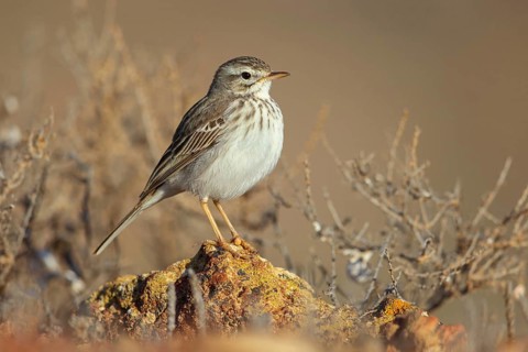 Canary Island pipit, (Anthus bertheloti) Songbird, family of stilts and pipits, Lanzarote, Canary