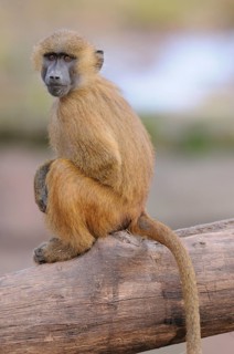 A baboon sits quietly on a tree trunk and looks around attentively, Guinea baboon (Papio papio),