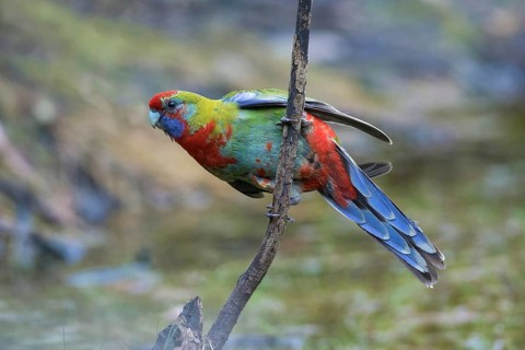 Crimson Rosella (Platycercus elegans) juvenile perched on a branch, Victoria, Australia