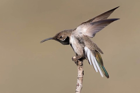 White-sided Hillstar (Oreotrochilus leucopleurus) male, Metropolitana, Chile
