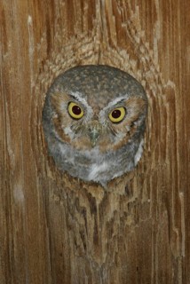 Elf Owl (Micrathene whitneyi), Arizona, USA