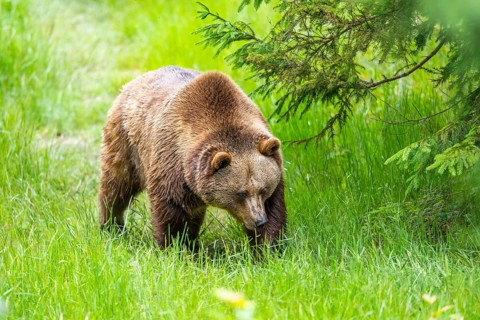 Eurasian brown bear (Ursus arctos arctos) walking on a meadow, Bavarian Forest, Bavaria, Germany