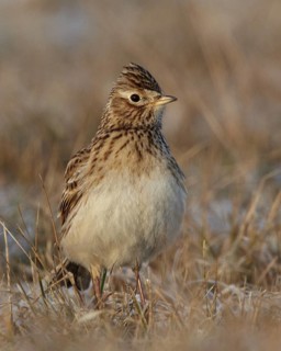 Eurasian Skylark (Alauda arvensis), Mecklenburg-Western Pomerania, Germany