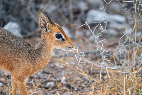 Damara dik-dik or kirk dik-dik (Madoqua kirkii), adult animal in the undergrowth, Etosha National