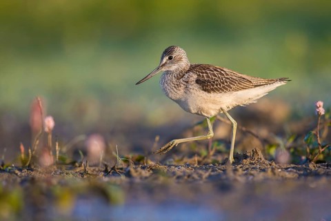 Common Greenshank (Tringa nebularia) foraging, Poland