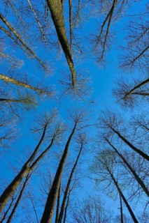 Towering alder trees stretch out against a deep blue sky, conveying peace and closeness to nature,
