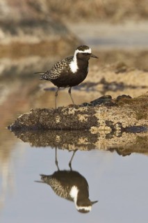 American Golden Plover (Pluvialis dominica) male, Manitoba, Canada