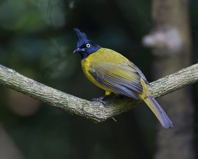 Black-crested Bulbul (Pycnonotus flaviventris), Thailand