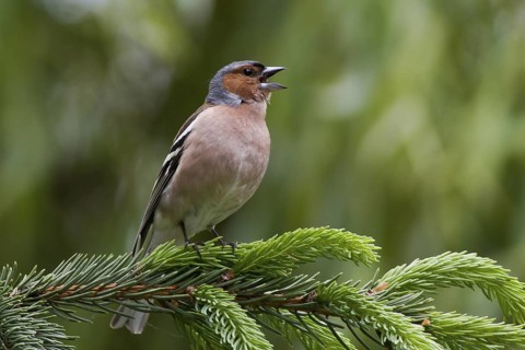 Common Chaffinch (Fringilla coelebs) male singing, Hungary