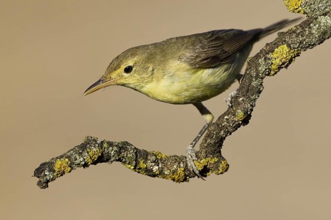 Melodious Warbler (Hippolais polyglotta), Extremadura, Spain