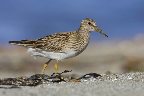 Pectoral Sandpiper (Calidris melanotos), British Columbia, Canada