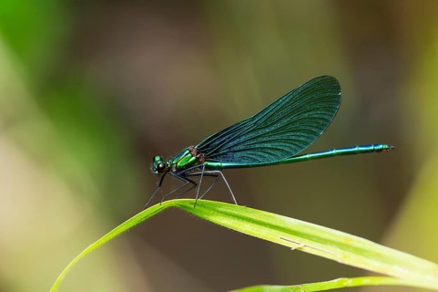 Beautiful demoiselle (Calopteryx virgo) damselfly sitting on a blade of grass, Bavaria, Germany