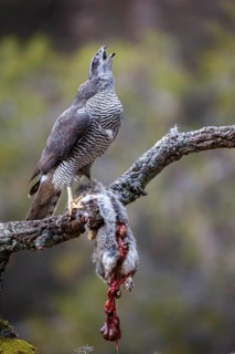 Northern Goshawk (Accipiter gentilis) female with prey, Madrid, Spain
