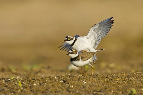 Little Ringed Plover (Charadrius dubius) pair mating, North Rhine-Westphalia, Germany