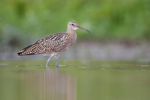 Eurasian Curlew (Numenius arquata) foraging, Poland