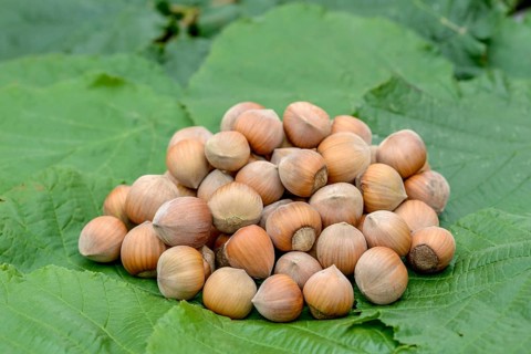 Hazelnut (Corylus 'Riccia di Talanico'),  Germany