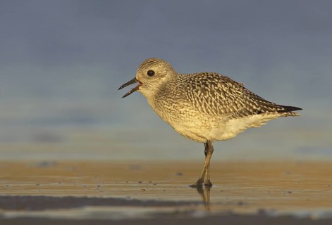 Grey Plover (Pluvialis squatarola), Ohio, USA