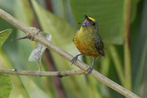 Olive-backed Euphonia (Euphonia gouldi) male singing, Costa Rica